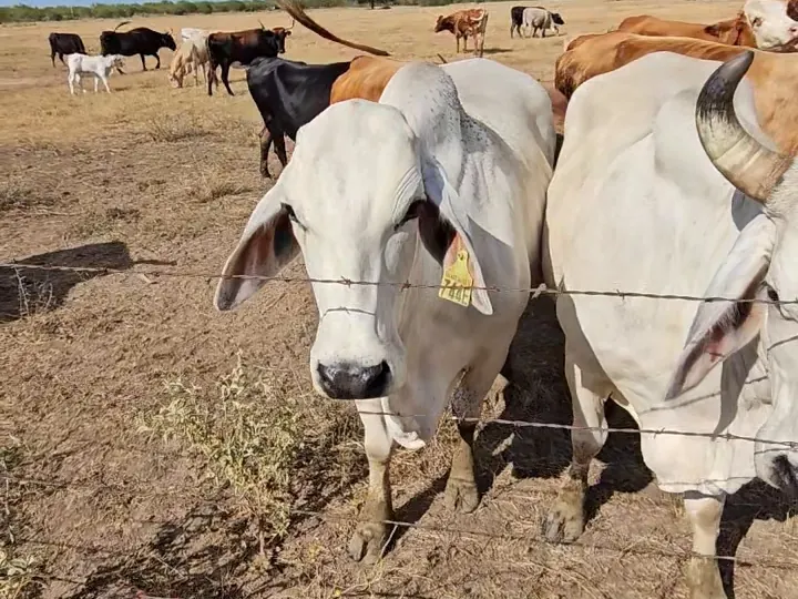 Cattle at the fence