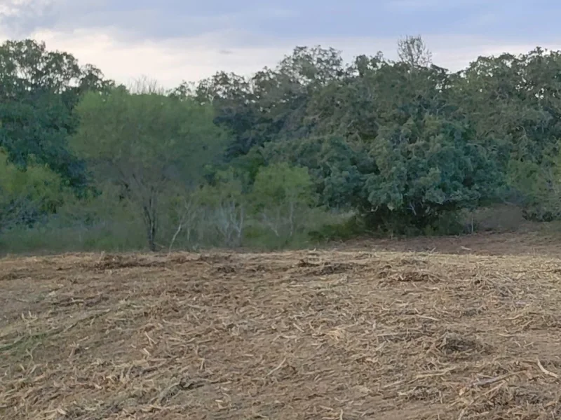 Cleared ground under the tree line